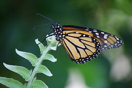 Vlinder by Willemijn van Donkelaar