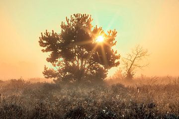 Sonnenaufgang in der Strabrechtse Heide von Rob Boon