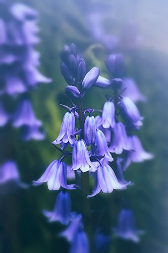 Bellflowers Vintage - dromerig (paars)