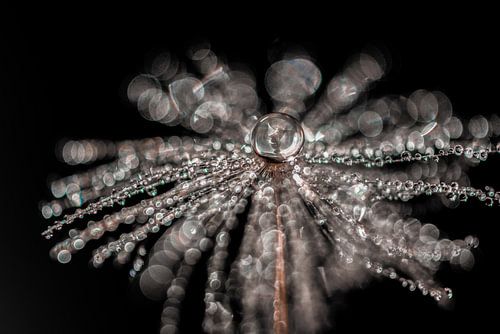 Water mist on a dandelion lint by Bert Nijholt
