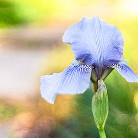 Irisblüte von Monika Scheurer