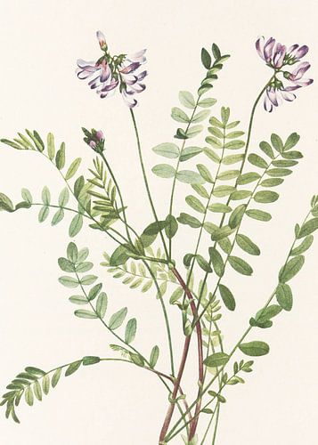 Alpine Milkvetch Van Noord-Amerikaanse Wildebloemen (1925) Door Mary Vaux Walcott