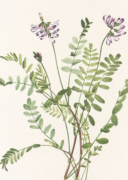 Alpine Milkvetch From North American Wildflowers (1925) By Mary Vaux Walcott par Pictufy 