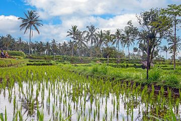 Rijstvelden bij Senaru op Lombok, Indonesië Azië van Eye on You