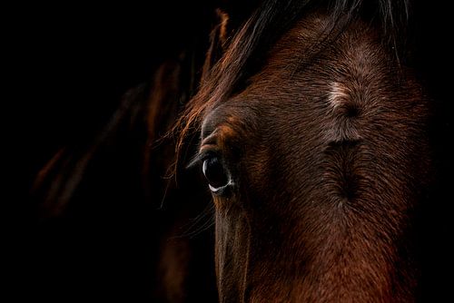 Histoires en boîte - L'œil du cheval