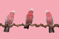 Drei rosa Kakadus auf einem rosa Hintergrund von Elles Rijsdijk Miniaturansicht