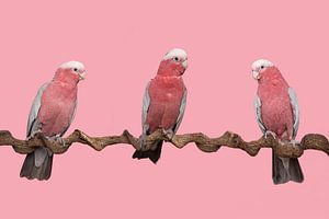 Drei rosa Kakadus auf einem rosa Hintergrund