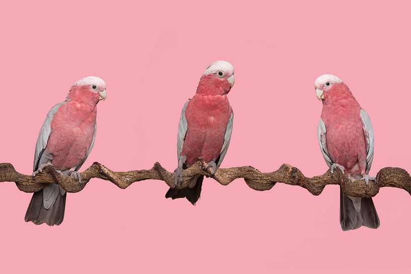 Drei rosa Kakadus auf einem rosa Hintergrund von Elles Rijsdijk