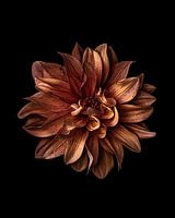 Close-up van oranje dahlia