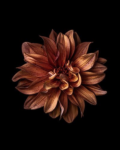 Nahaufnahme einer orangefarbenen Dahlie