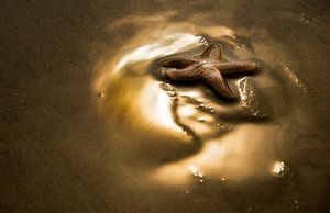 Étoile de mer dans la lumière dorée du soleil