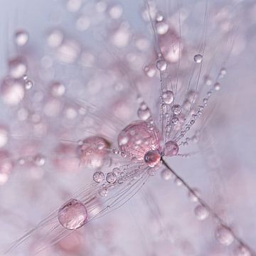 Pastel: Pink drops decorate dandelion fluff by Marjolijn van den Berg