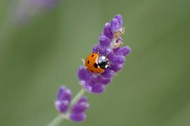 lieveheerstbeestje op een lavendel sur sandra berentsen