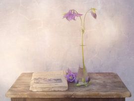 Ancolie by Marie-Anne Stas