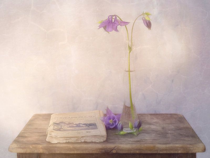 Ancolie par Marie-Anne Stas
