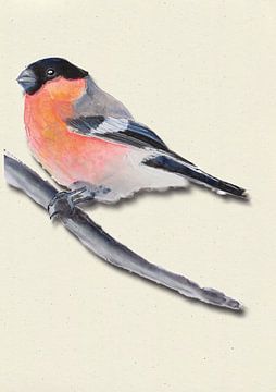 Bullfinch with shadow bird illustration by Angela Peters
