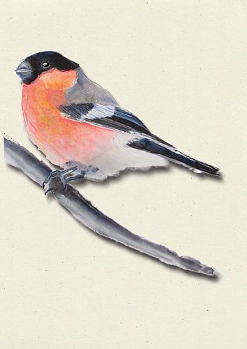 Bullfinch with shadow bird illustration
