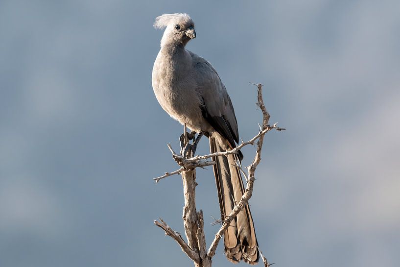 Grey Go-away Bird by Angelika Stern