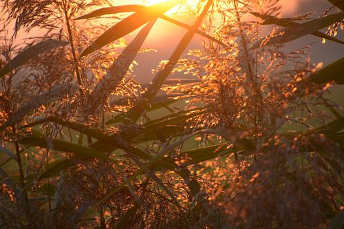 Warmer Sonnenschein durch das Schilfrohr