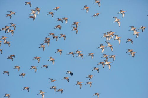 Grutto (limosa limosa) groep vliegend tegen een blauwe lucht boven  een weiland in Friesland