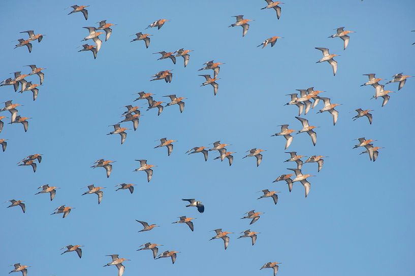 Black-tailed godwit (limosa limosa) group flying against a blue sky over a meadow in Friesland count by Marcel van Kammen