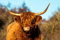 Schottischer Highlander in den Dünen
