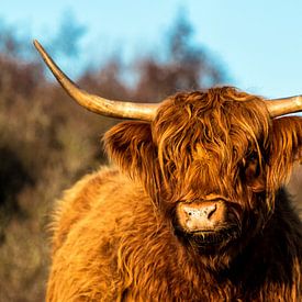 Schottischer Highlander in den Dünen von Ilya Korzelius