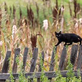 Schwarze Katze im Gleichgewicht von jaap van der kooij