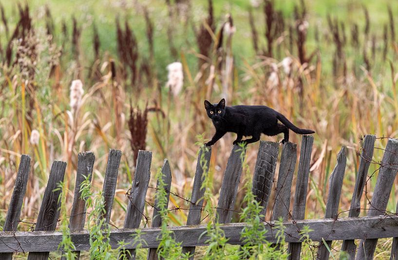 Schwarze Katze im Gleichgewicht von jaap van der kooij