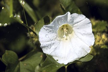 Na de regen - witte winden