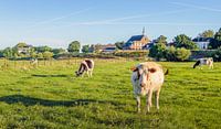 Koeien op de uiterwaarden van een Nederlandse rivier