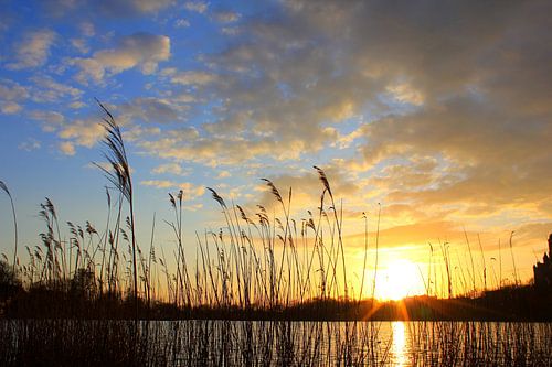 In the evening at the pond