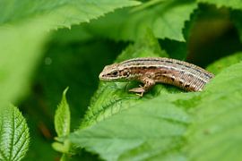 Common Lizard by Karin Jähne