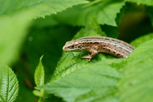 Lézard commun