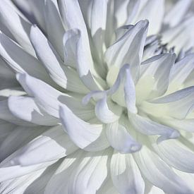 Dahlia by Violetta Honkisz