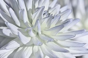 Dahlie