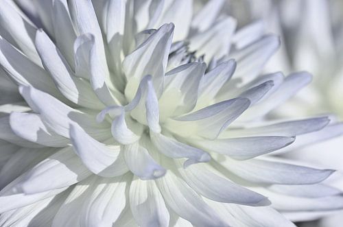 Dahlia van Violetta Honkisz