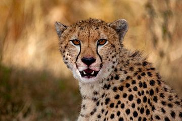 Cheetah View van Peter Michel