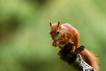 Knabbelende eekhoorn op een tak