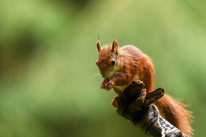 Knabbelende eekhoorn op een tak van Ruud Engels