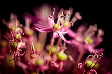 Allium van Rob Boon