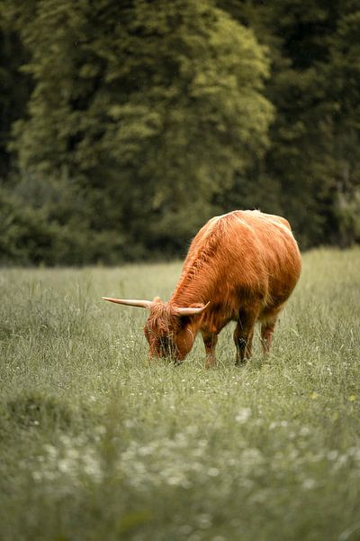 Highlander cow grazing by Bas Leroy
