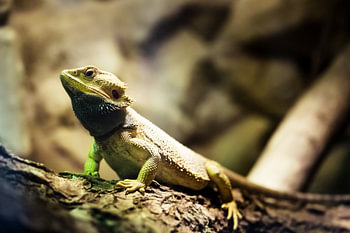 Lizard