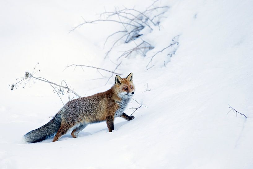 Looking for by David Pattyn