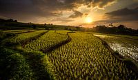 Golden rice