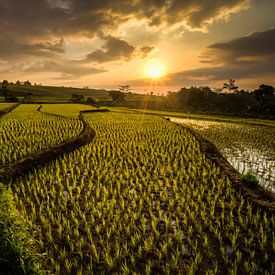 Golden rice von Thierry Matsaert