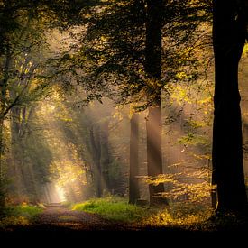 Welcome to the fairytale forest by Lex Schulte