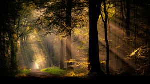 Bienvenue dans la forêt des contes de fées sur Lex Schulte