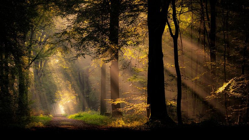 Welcome to the fairytale forest by Lex Schulte