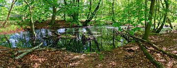 Forest pond near Zingst by Leopold Brix